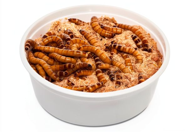 Animal Specialties Reptile & Amphibian Food 8 oz - Nutrient Rich Meal-0
