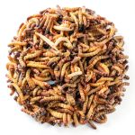 Superworm 300 Live Superworms Large Bulk Organic from FL Many-0