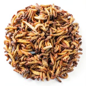 Superworm 300 Live Superworms Large Bulk Organic from FL Many-0