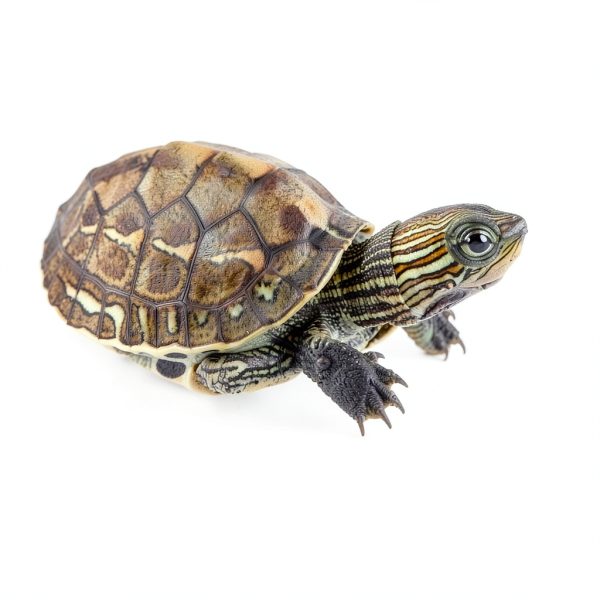 Zilla Turtle Sticks Floating Food with Vitamins 1 lb-3