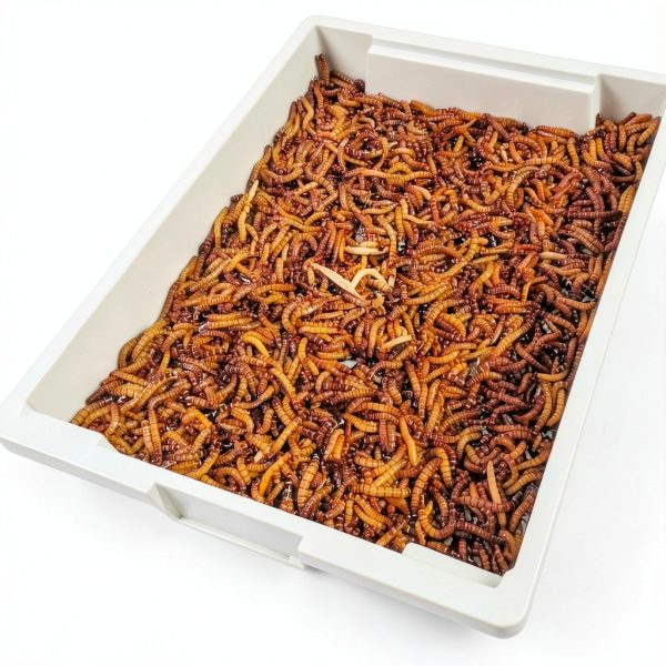 Superworm 300 Live Superworms Large Bulk Organic from FL Many-1