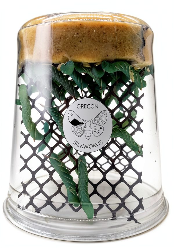 Hornworm Habitat by Oregon Silkworms – Premium 26-35+ Count per Cup-0
